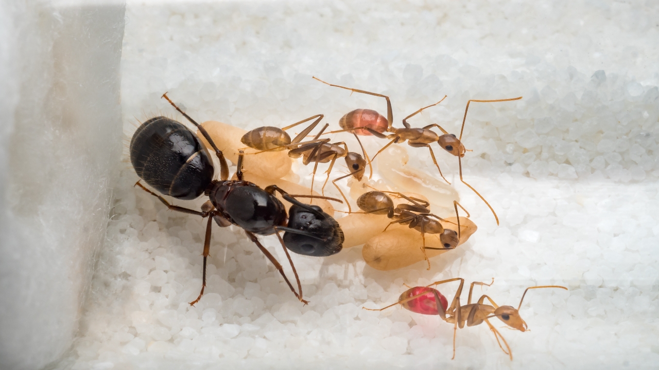 จับคาสนามบิน! หนุ่มจีนลักลอบขน “มดนางพญา” กว่า 2,000 ตัวออกจากเคนยา