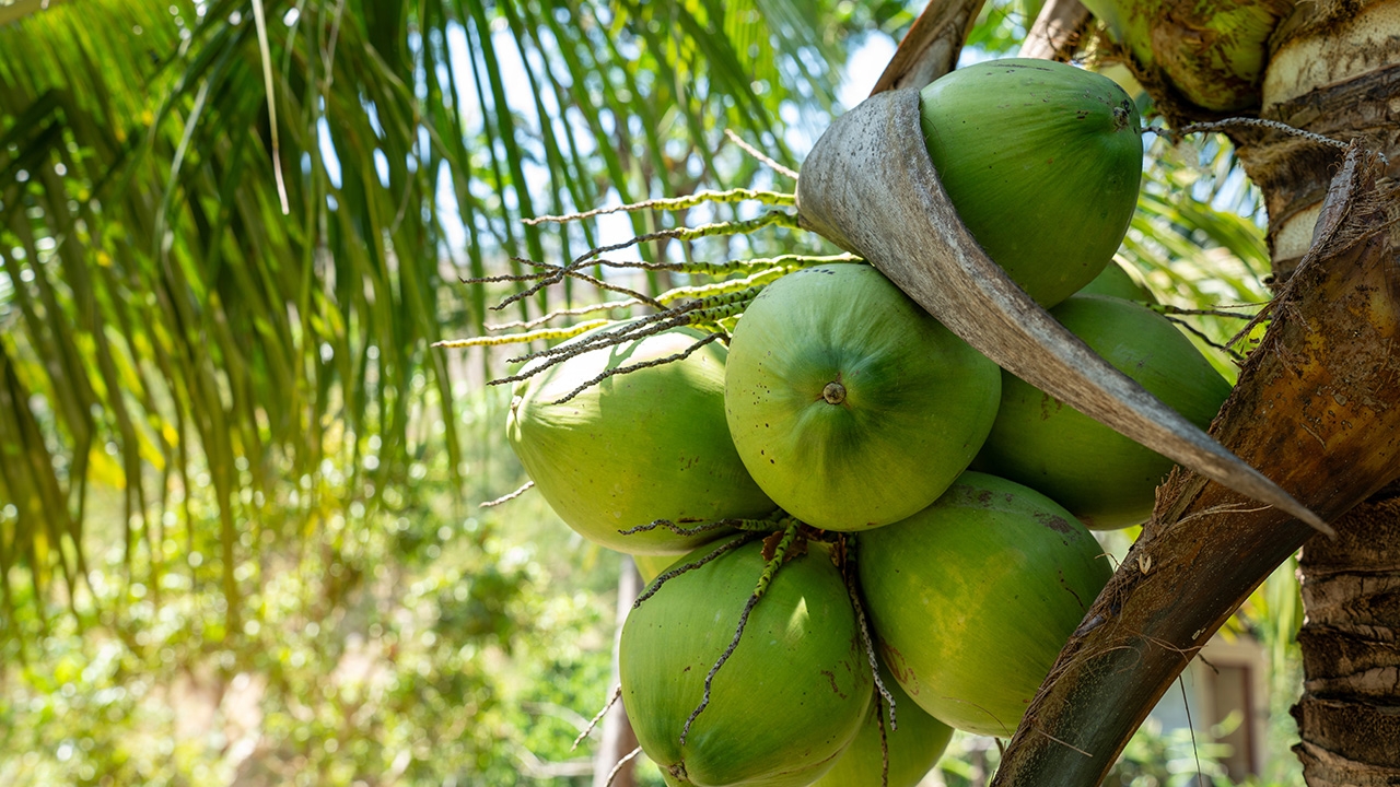 ฟัน 15 บริษัท ใช้คนไทยเป็นนอมินี "มะพร้าวน้ำหอม" กดราคารับซื้อ ทำราคาตลาดร่วง