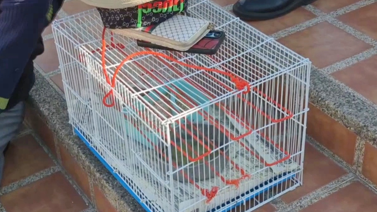 หนุ่มญี่ปุ่น ทำบุญปล่อยนกกระจอก 100 ตัว โวยแม่ค้าไม่แถมกรง ตร.ต้องมาไกล่เกลี่ย