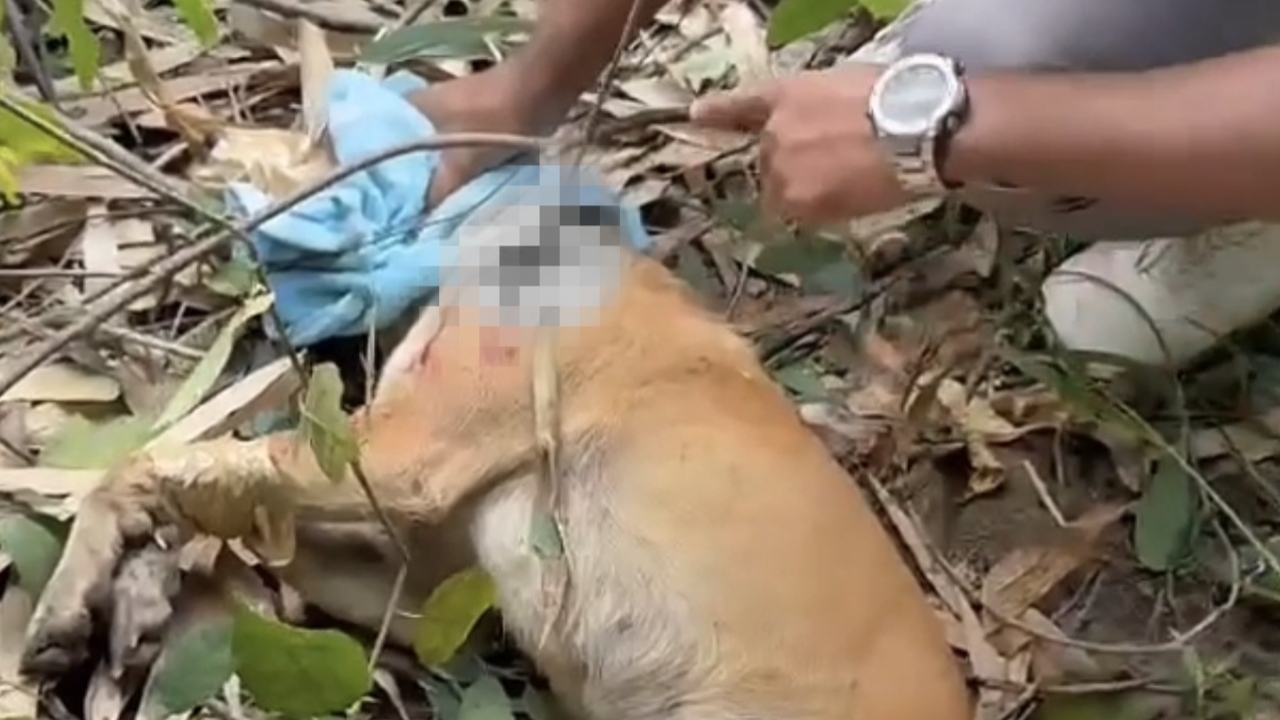 คนใจร้ายยิงสุนัข จับยัดถุงปุ๋ยทิ้งข้างทาง โชคดีหนุ่มไปรษณีย์ผ่านมาช่วยไว้ทัน