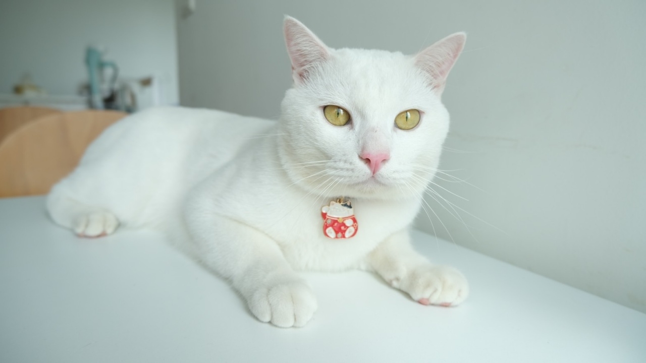 เปิดประวัติ "ไข่ขาวลูกแมร๊" จากแมวจรใต้คอนโด สู่เซเลบ 4 ขา ขวัญใจโซเชียล