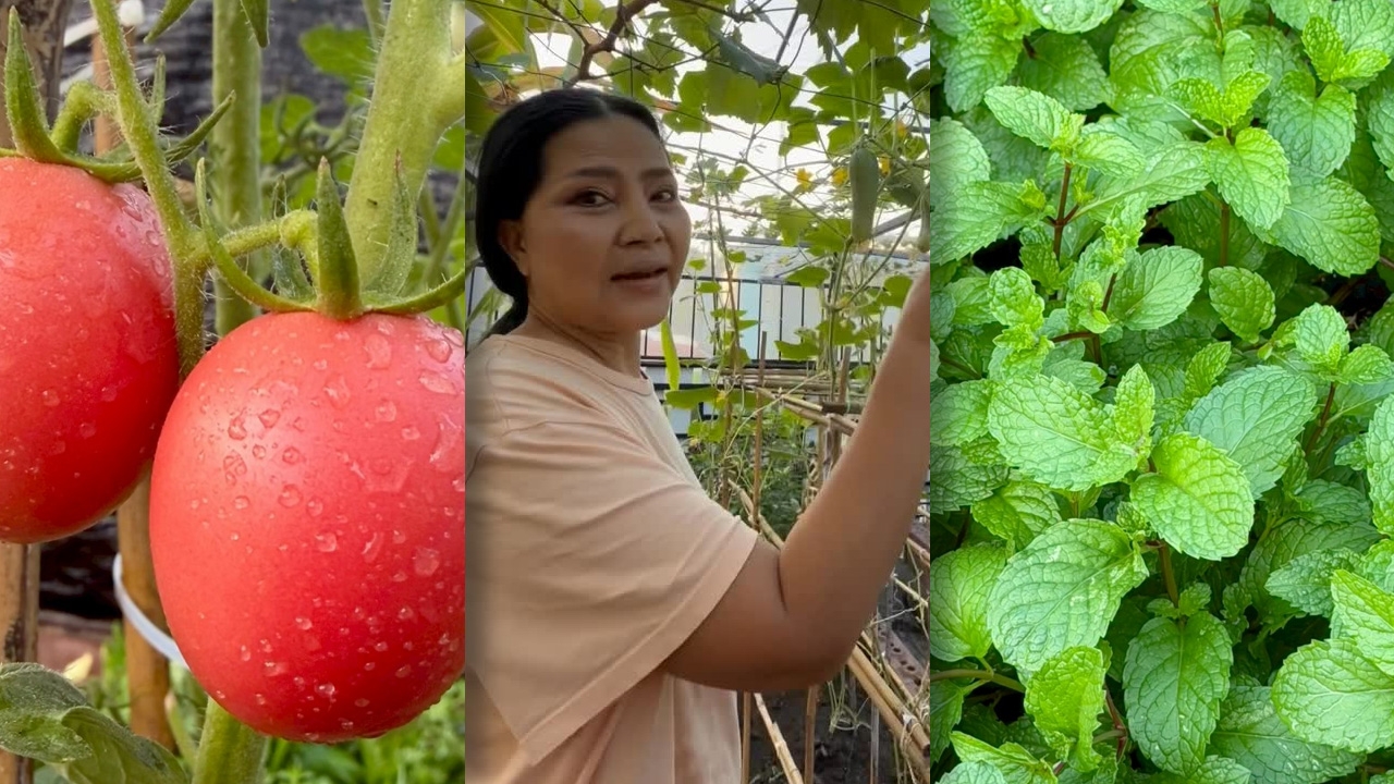 สุนารี ฝีมือไม่ธรรมดา อวดผลผลิตจากผักที่ปลูก ดีงามน่ากินมาก 