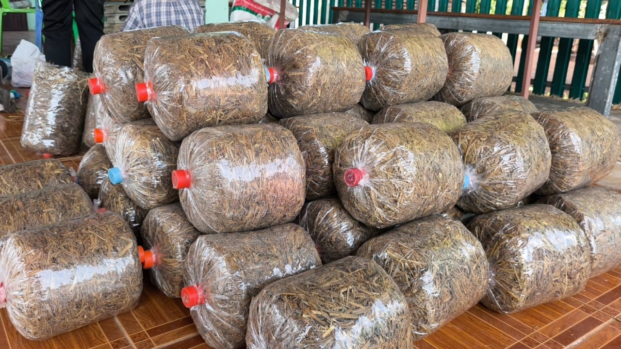ชาวพิมาย จับกลุ่มทำ "ก้อนเพาะเห็ด" จากฟางข้าวขาย รายได้ดี แตะวันละ 2,000 บาท