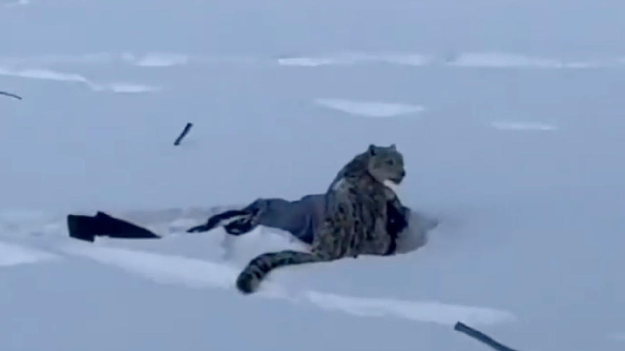 ระทึก นักท่องเที่ยวจีนถูกเสือดาวหิมะกัดจนบาดเจ็บ หลังไม่สนคำเตือนเข้าไปใกล้เพื่อถ่ายรูป