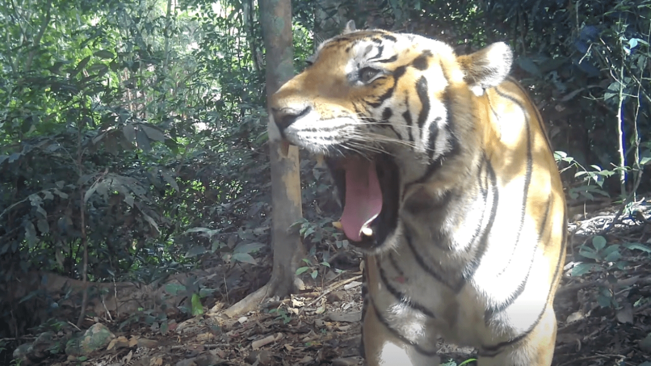 ช่วงเวลาหาชมยาก เสือโคร่ง "ณเดช" อวดเขี้ยวโชว์ความหล่อ หน้ากล้องดักถ่ายสัตว์ป่า