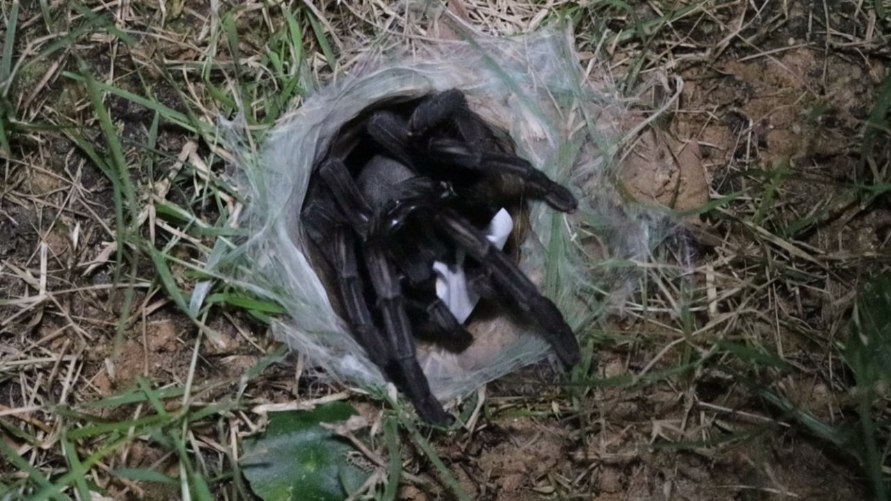 ส่องเลขเสี่ยงทาย “พญาบึ้ง” อ่างทอง คอหวยอธิษฐานลุ้นโชคงวด 1/2/69