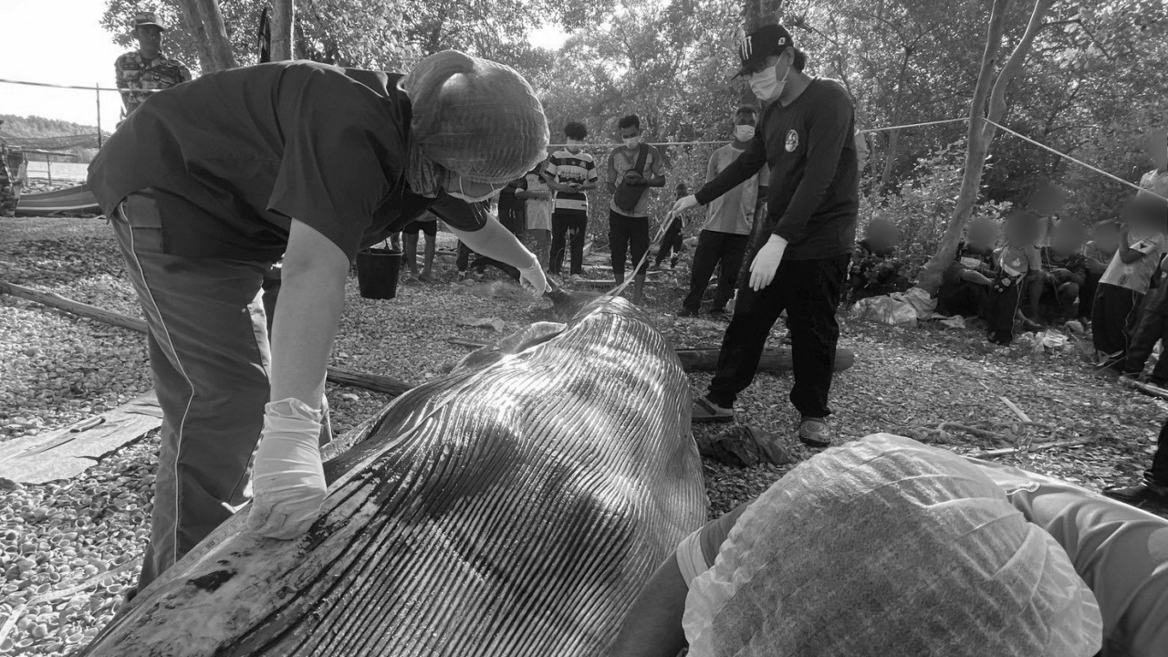 เปิดผลชันสูตร "วาฬโอมูระ" เกยตื้นที่สตูล คาดป่วย - พลัดหลงจากแม่ ก่อนจมน้ำตาย