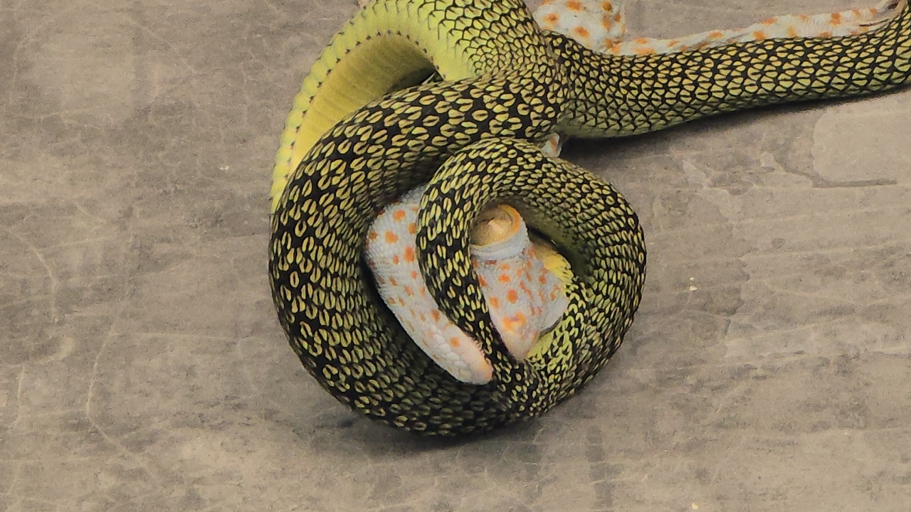 คอหวยลุ้นข้างสนาม ศึก “ตุ๊กแก” ปะทะ “งูเขียว” วิเคราะห์เลขเด็ดงวด 1/2/69