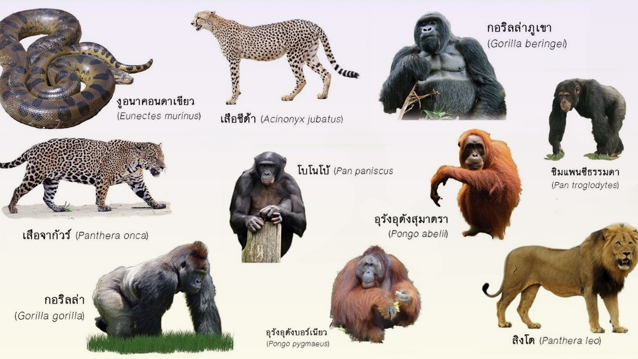 กรมอุทยานแห่งชาติฯ ประกาศยกระดับคุมเข้มการครอบครอง 10 สัตว์ป่าควบคุมชนิด ก