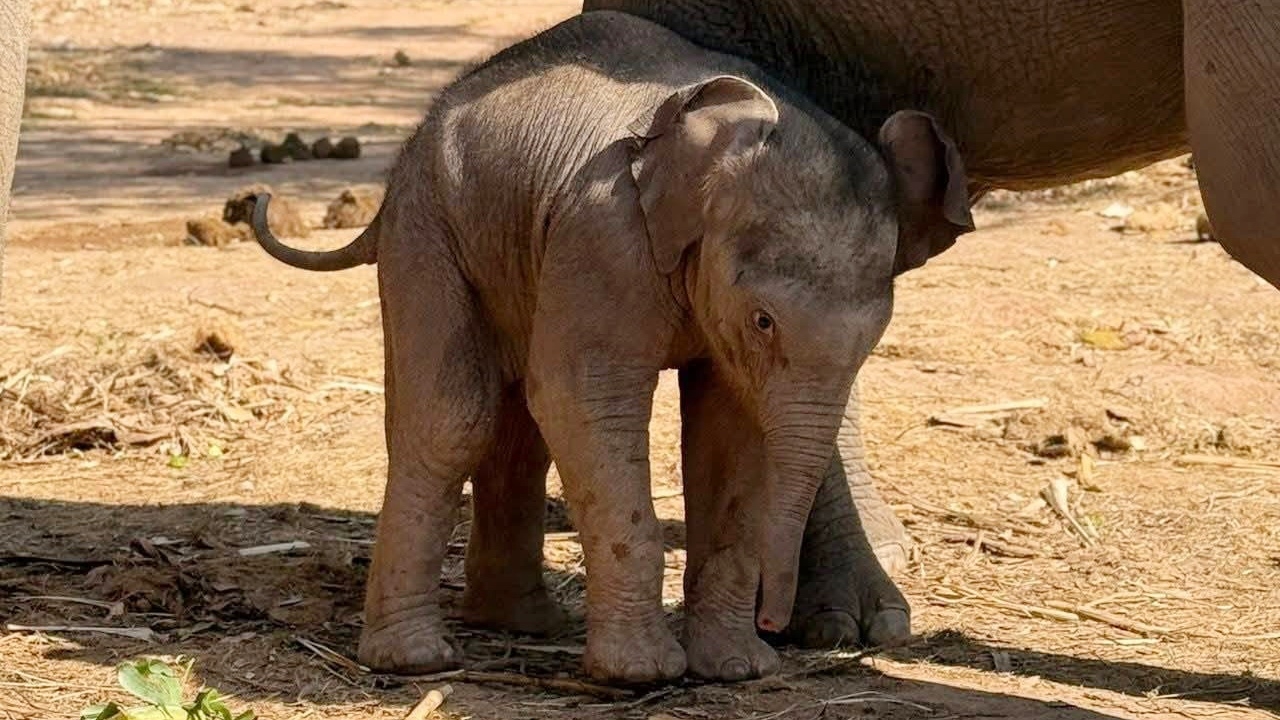 ข่าวดี "แม่เปิ้ล" ตกลูกเชือกใหม่ "น้องกุมภา" สมาชิกตัวที่ 71 ณ ป่าซับลังกา