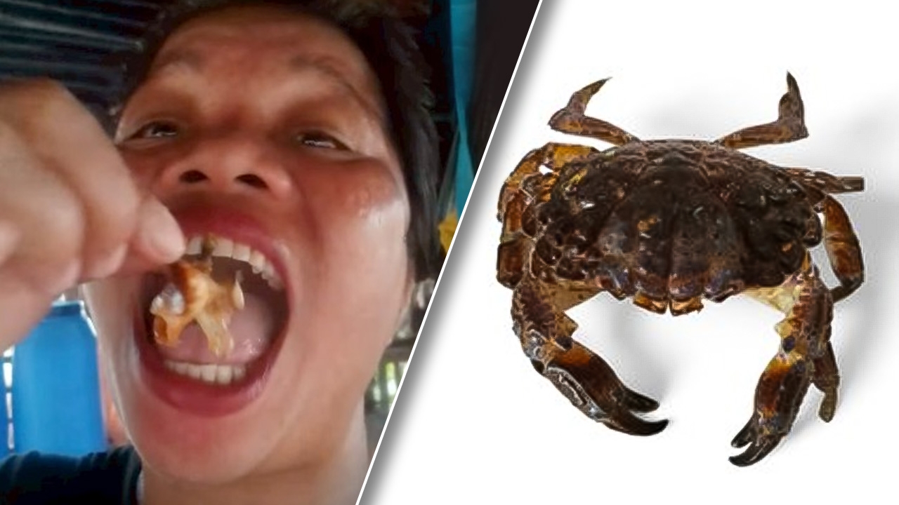 ช็อก อินฟลูฯ สายกินของฟิลิปปินส์ดับ หลังชิม “ปูปีศาจ” ทำคอนเทนต์