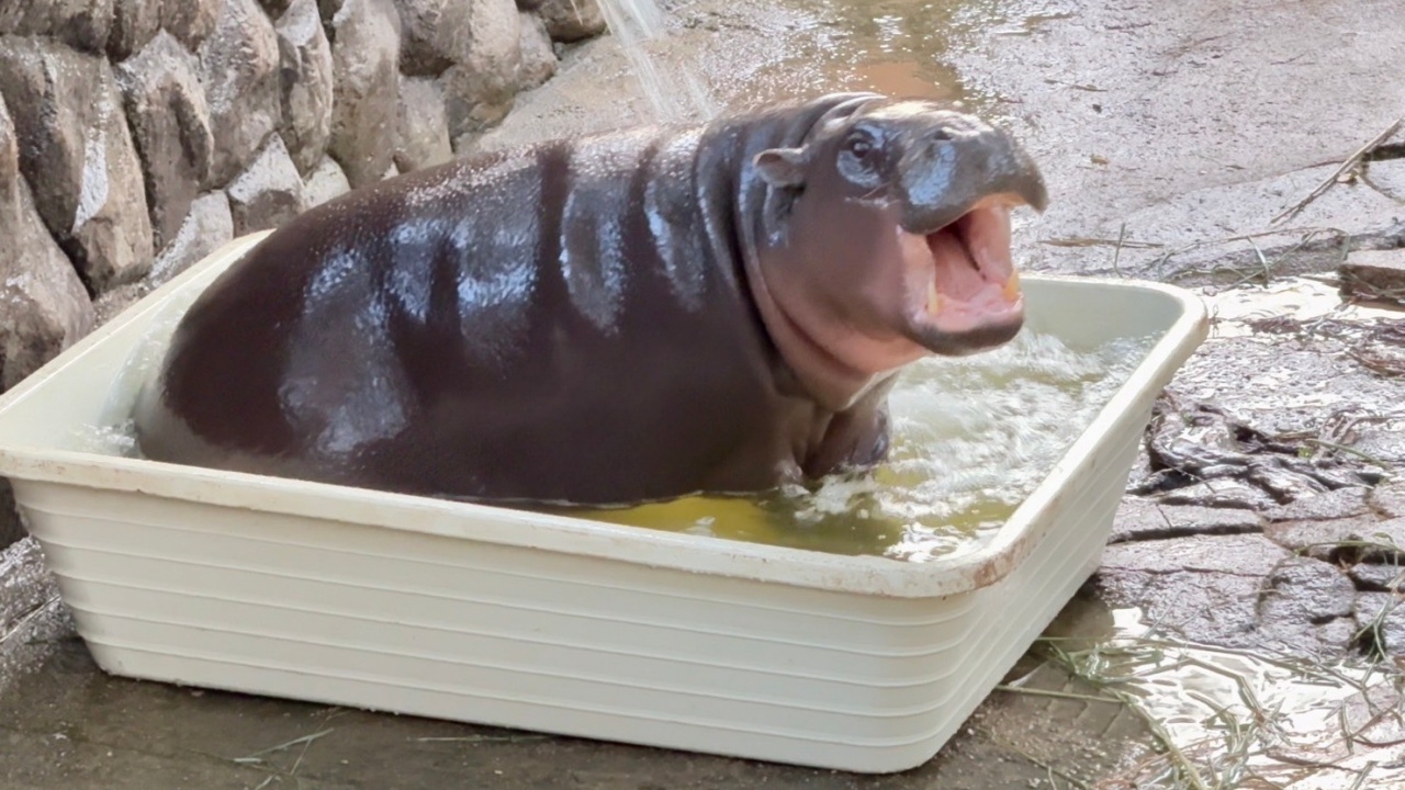 ก็แดดมันร้อน "หมูเด้ง" เล่นน้ำสุดฟินในกะละมังคู่ใจ โชว์ลีลาเด็ดอวดนักท่องเที่ยว