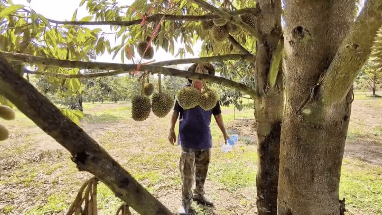 ชายแดนตราดยังหวั่น ปะทะรอบ 3 กระทบฤดูกาลเก็บเกี่ยว ขอรัฐเร่งจัดการ-ดูแลปากท้อง