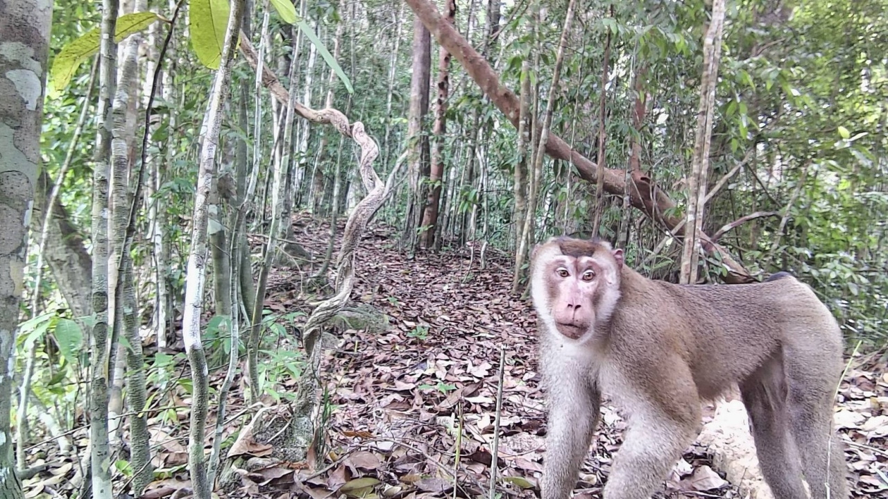 กล้องดักถ่ายสัตว์ป่า จับภาพบรรดาสัตว์ป่าออกหากิน ในเขตรักษาพันธุ์สัตว์ป่ากะทูน