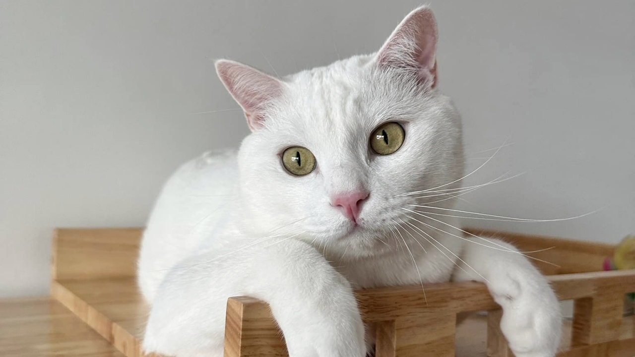 "คุณพลอย" เล่านาทีช็อกก่อน "ไข่ขาวลูกแมร๊" กลับดาวแมว เผยสาเหตุการเสียชีวิต