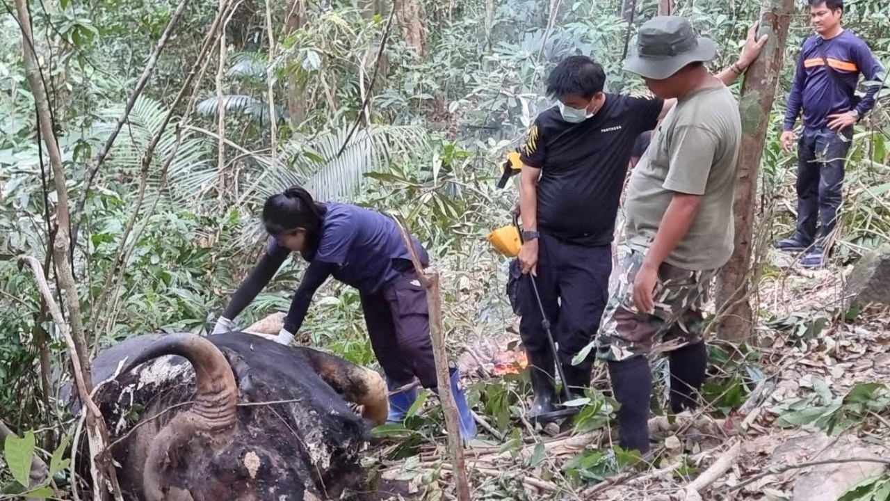พบซาก "กระทิง" กลางป่า จ.นครนายก คาดต่อสู้ชิงตำแหน่งจ่าฝูง จนพลัดตกเขาดับ
