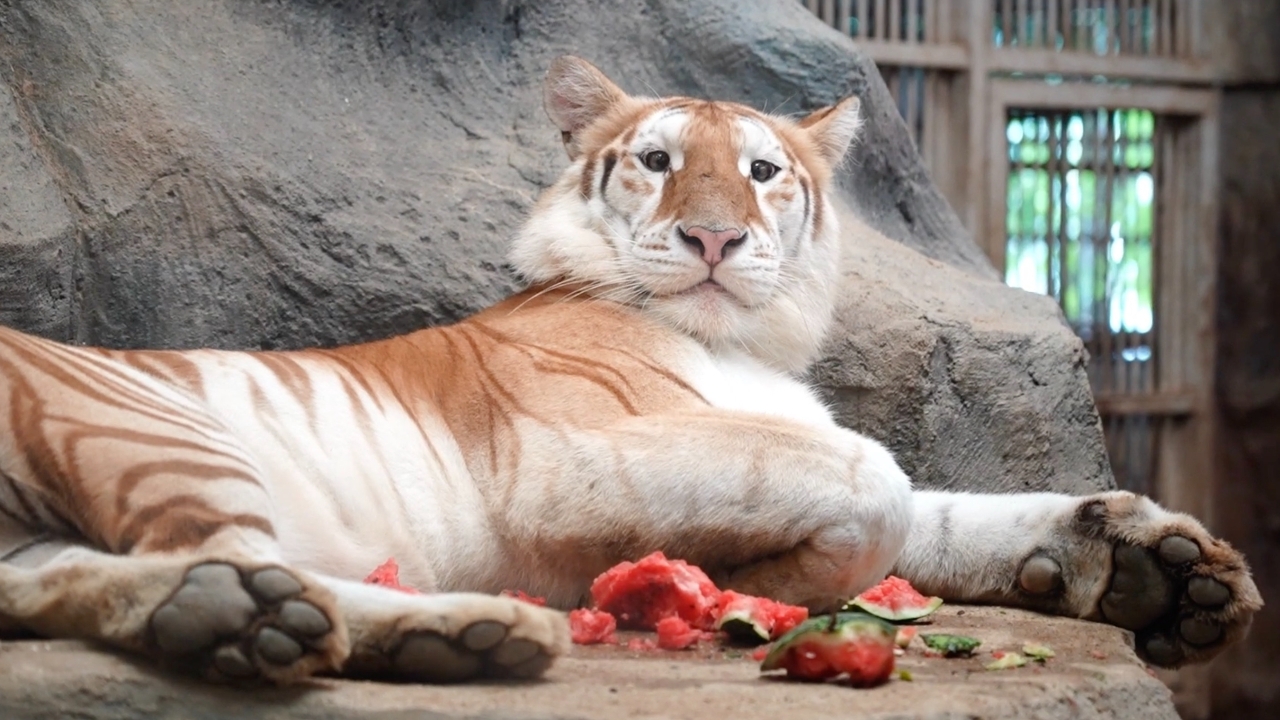 “น้องเอวา” เสือหน้าแบ๊วเข้าคอร์สไดเอท หลังกินเก่งจนกลายร่างเป็นสาวอวบ