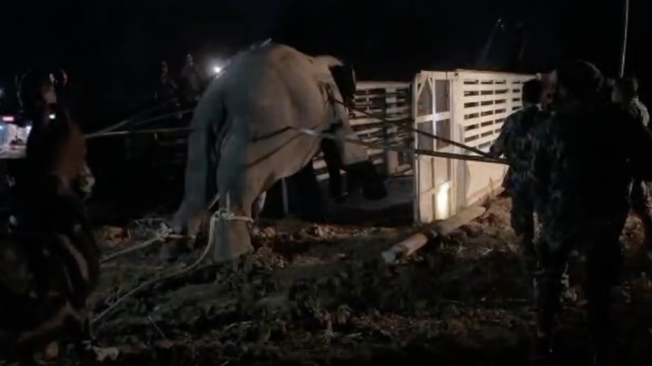 กรมอุทยานฯ เผยสาเหตุช้างป่า "สีดอหูพับ" เสียชีวิต อาจเกี่ยวกับการสำลักอาหาร