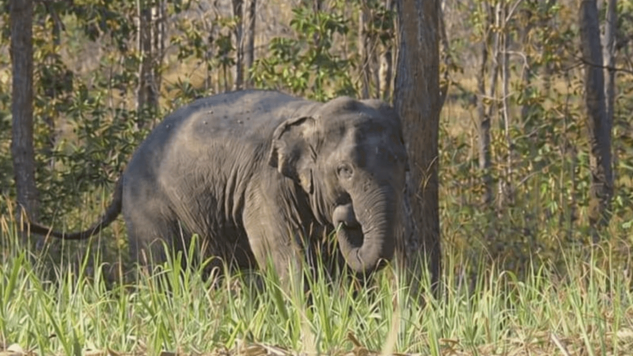เปิดประวัติ "สีดอหูพับ" ช้างป่าภูหลวง เสียชีวิตกระทันหันระหว่างเคลื่อนย้าย