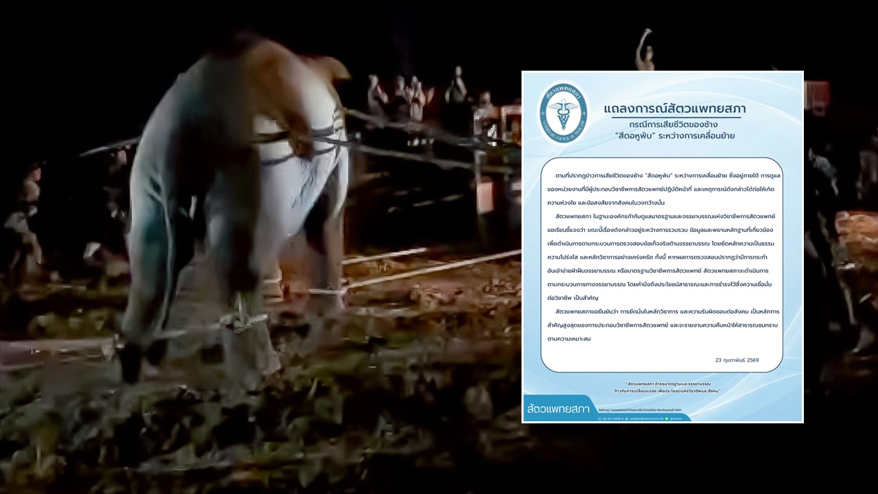 สัตวแพทยสภา ออกแถลงการณ์ปม "สีดอหูพับ" เสียชีวิต อยู่ระหว่างตรวจสอบจรรยาบรรณ