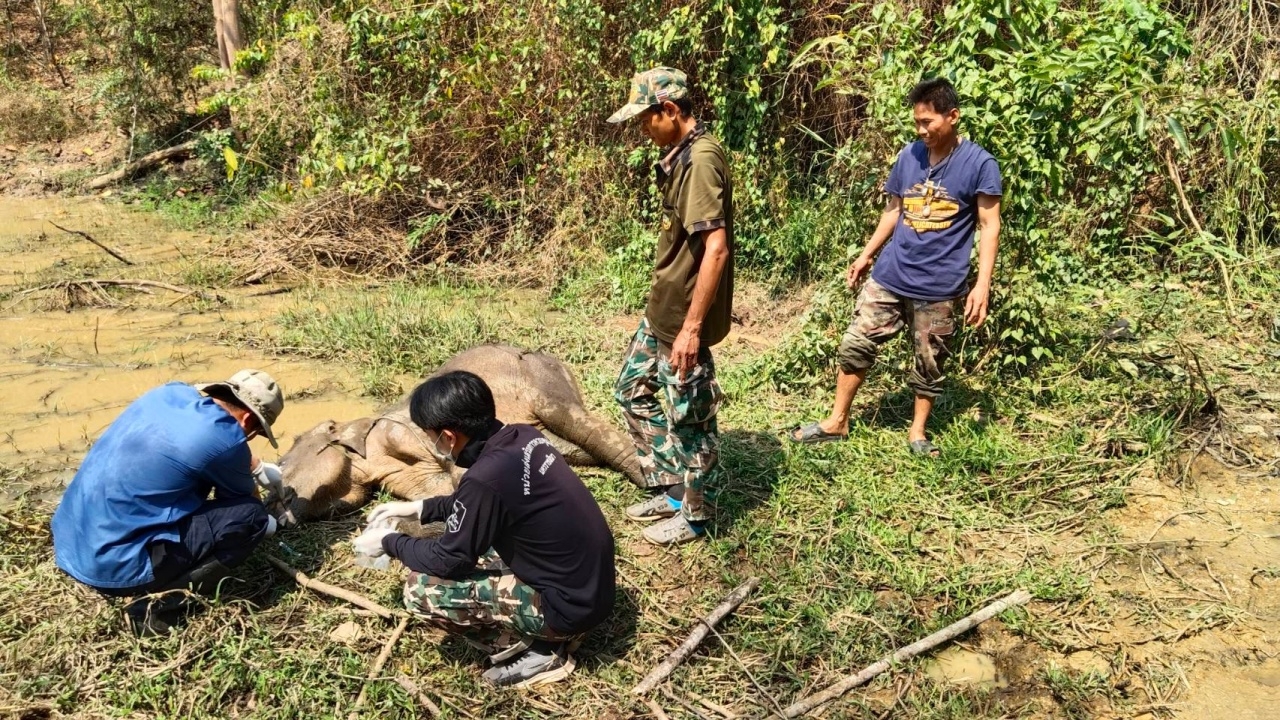 พบ "ลูกช้างป่า" วัย 1 ปี ล้มตายริมหนองน้ำ ข้อเท้าซ้ายขาหน้า มีบ่วงเชือกรัดแน่น
