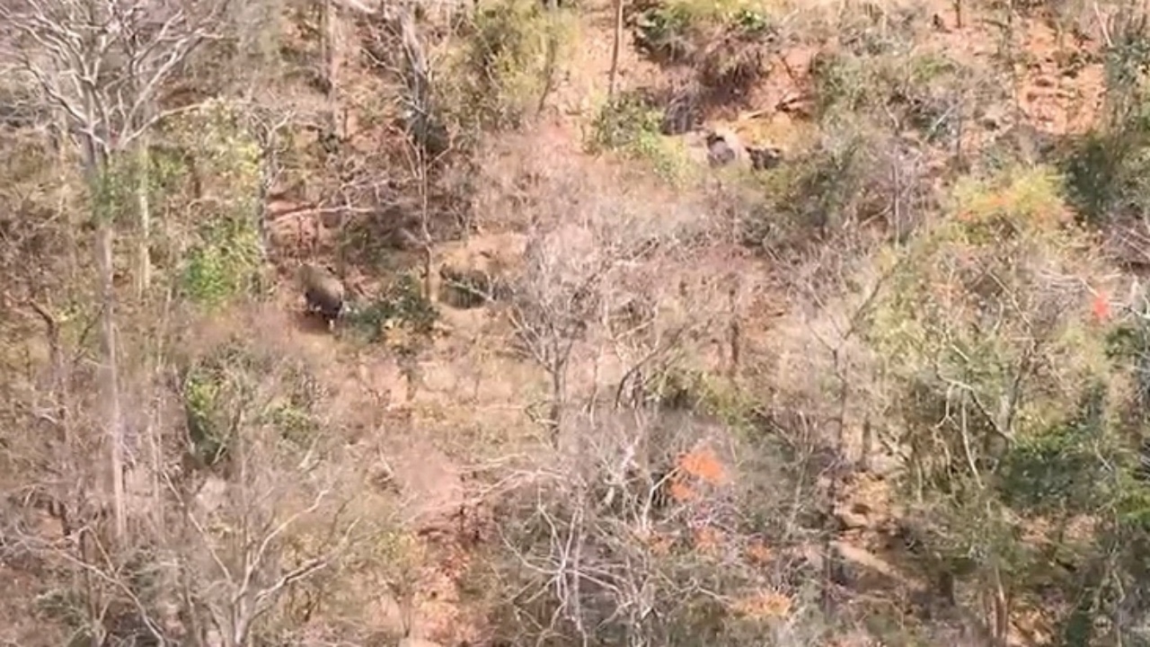 เจ้าหน้าที่บิน ฮ. พบ “ช้างป่า” วิ่งหนี “ไฟป่า” ในเขตรักษาพันธุ์สัตว์ป่าภูเขียว