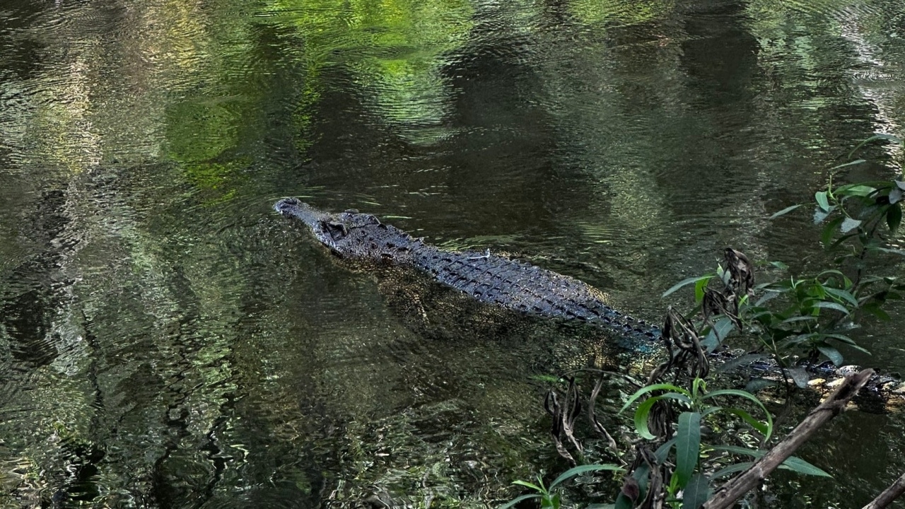 อุทยานฯ แก่งกระจาน ปล่อย "จระเข้น้ำจืด" คืนถิ่น หลังยืนยันสายพันธุ์ไทยแท้ 100%