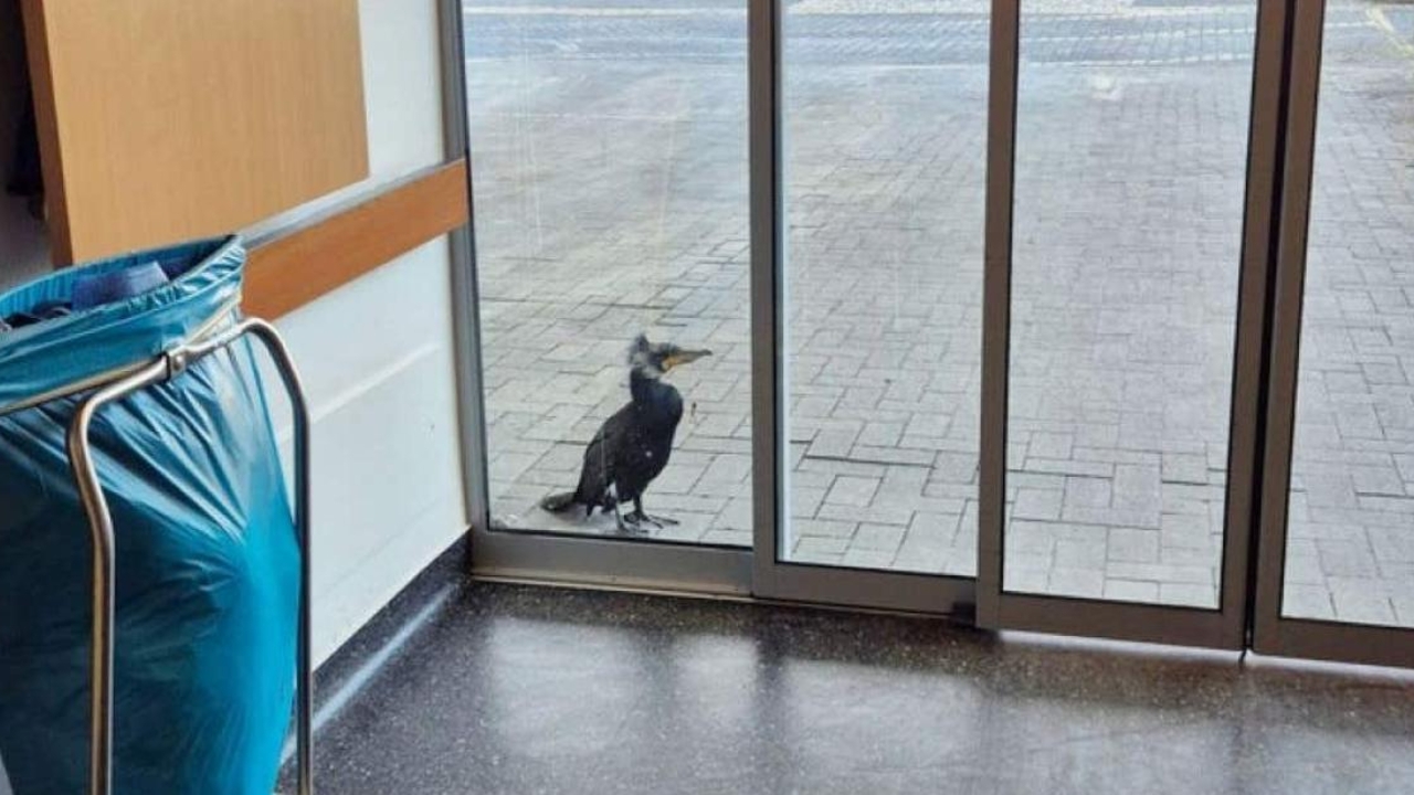 นกบาดเจ็บเคาะกระจกหาหมอโรงพยาบาลด้วยตัวเอง (คลิป)