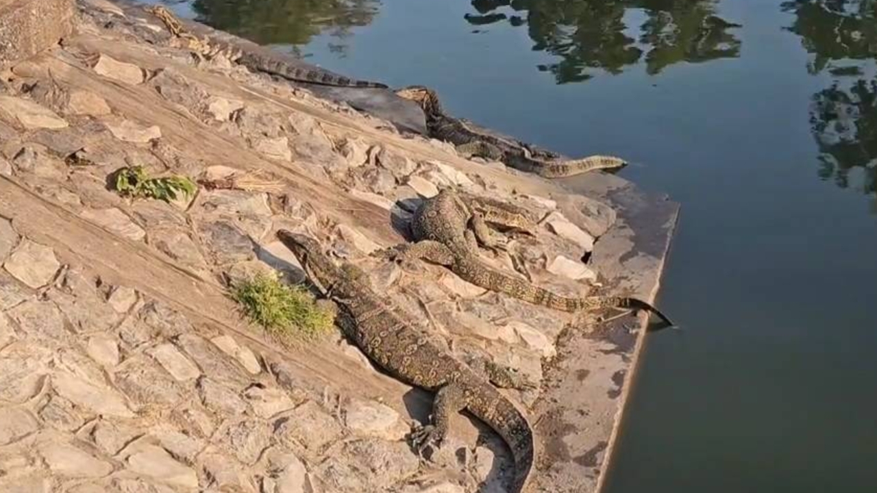 ชาวบ้านผวา ตัวเงินตัวทองนับร้อยโผล่คูเมืองโคราช เดินกลางตลาด วอนเร่งแก้ไข