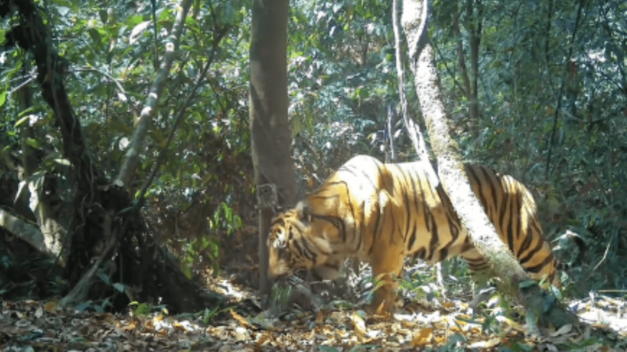 กล้องดักถ่ายสัตว์ จับภาพ "เสือโคร่งณเดช" พบรักกับสาวตัวใหม่ ลุ้นมีข่าวดีเร็วๆ นี้