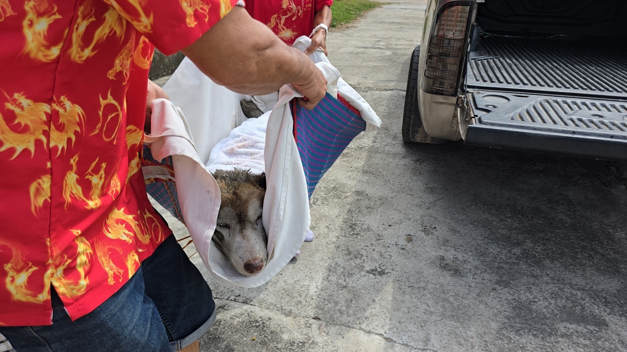 เจ้าของร้อนใจวอน ตร. เร่งตามตัว คนทำร้าย "สุนัขไซบีเรียน" จุดไฟเผาทั้งเป็น