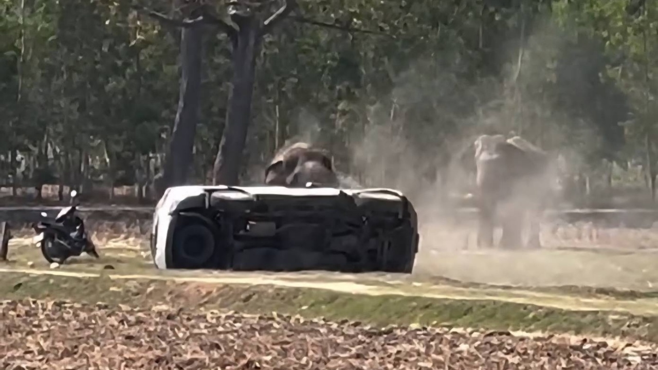 Phet Uthai Elephant Seriously Injures Owner After Being Rushed During Mating, Stabs Two Vehicles (Video)