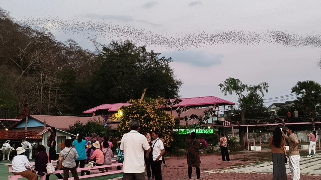 นักท่องเที่ยวแห่ชม "ฝูงค้างคาว" นับร้อยล้านตัว บินออกจากถ้ำเป็นแถวยาวต่อเนื่อง