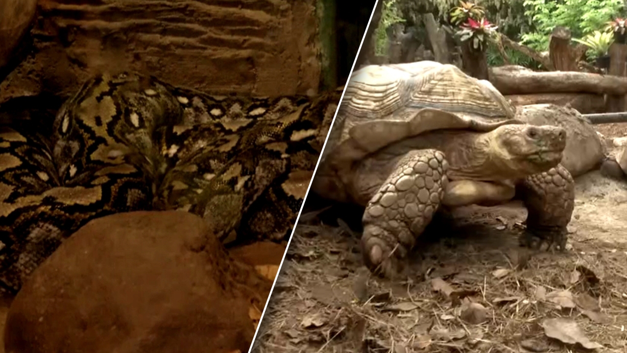 อากาศร้อนจัด สวนสัตว์โคราชเร่งติดตั้ง "สปริงเกอร์" หลังอุณหภูมิพุ่งสูง 34 องศาฯ