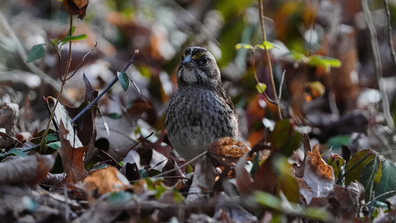 วิกฤตหนัก! นกอเมริกาเหนือหายไปนับพันล้านตัว เหตุเกษตรเข้มข้น–โลกร้อนเร่งการสูญเสีย