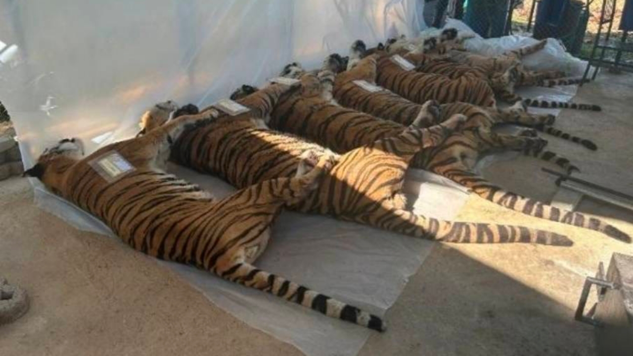 เสือเชียงใหม่ตาย 72 ตัว ไม่ใช่ไข้หวัดนก แต่เป็น “ไข้หัดสุนัข” ย้ำไม่ติดสู่คน