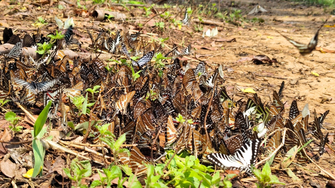 งดงามตะการตา "ผีเสื้อ" เขื่อนลำแชะ นับพันตัว บินอวดโฉมช่วงฤดูร้อน ต้อนรับ นทท.
