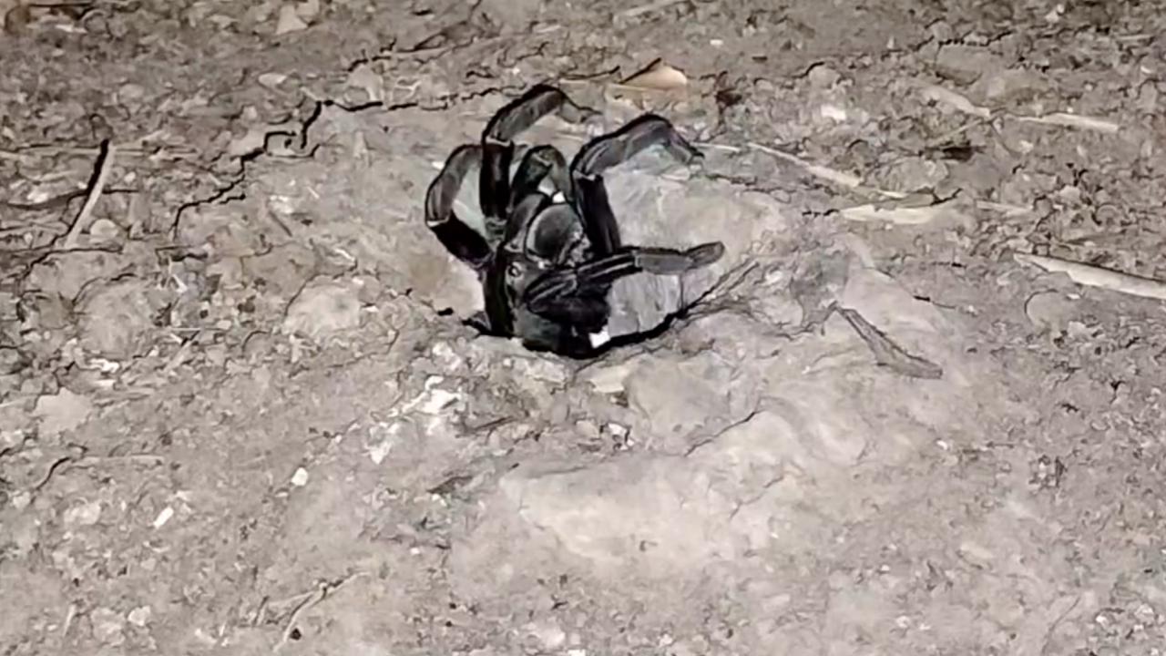 คอหวยทำพิธีท่ามกลางความมืด ขอเลขเด็ดเสี่ยงทาย “พญาบึ้ง” ปราจีนบุรี งวด 1/3/69