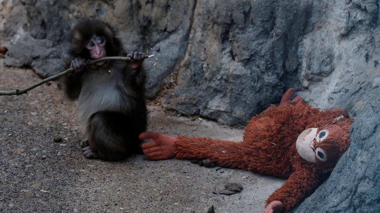 พีต้าแถลงเดือด จี้สวนสัตว์ญี่ปุ่นย้ายพันช์คุงด่วน จี้ถูกเลี้ยงในบ่อคอนกรีต ขาดสภาพธรรมชาติ