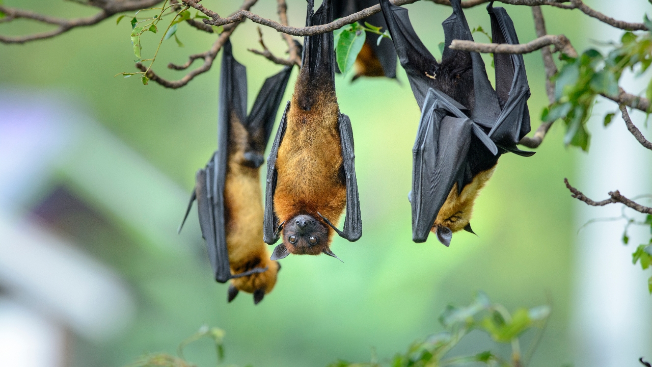 เทียบความแตกต่าง “ไวรัสนิปาห์” แพร่ยากกว่าโควิด-19 แต่อัตราการเสียชีวิตสูง