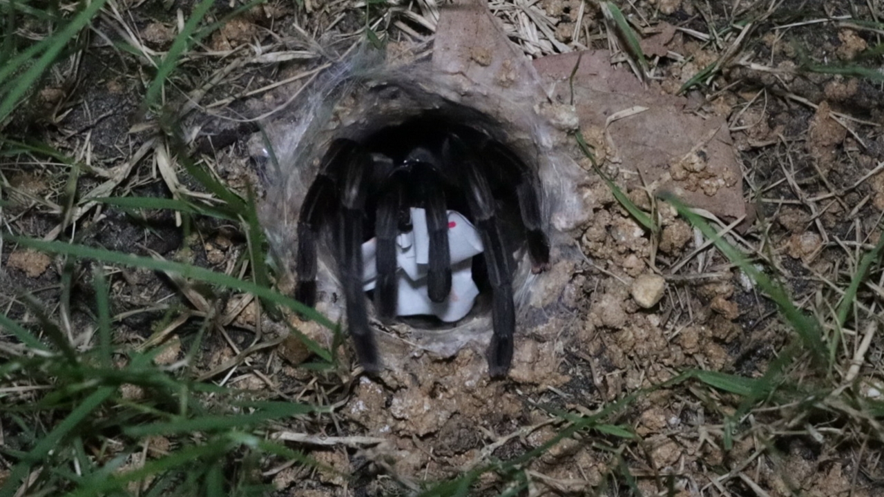 มาแล้ว เลขเสี่ยงทาย “พญาบึ้ง” อ่างทอง คอหวยลุ้นส่องลุ้นรวยงวด 17/1/69