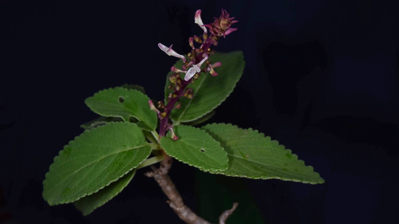 ค้นพบ "หูเสือใบขน" พรรณไม้หายากที่คาดว่าสูญพันธุ์ไปกว่า 130 ปี