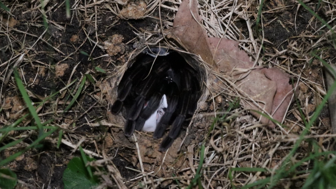 โค้งสุดท้าย “พญาบึ้ง” คอหวยทำพิธีขอ “เลขเด็ด” เสี่ยงทายหวังปังรับปีใหม่