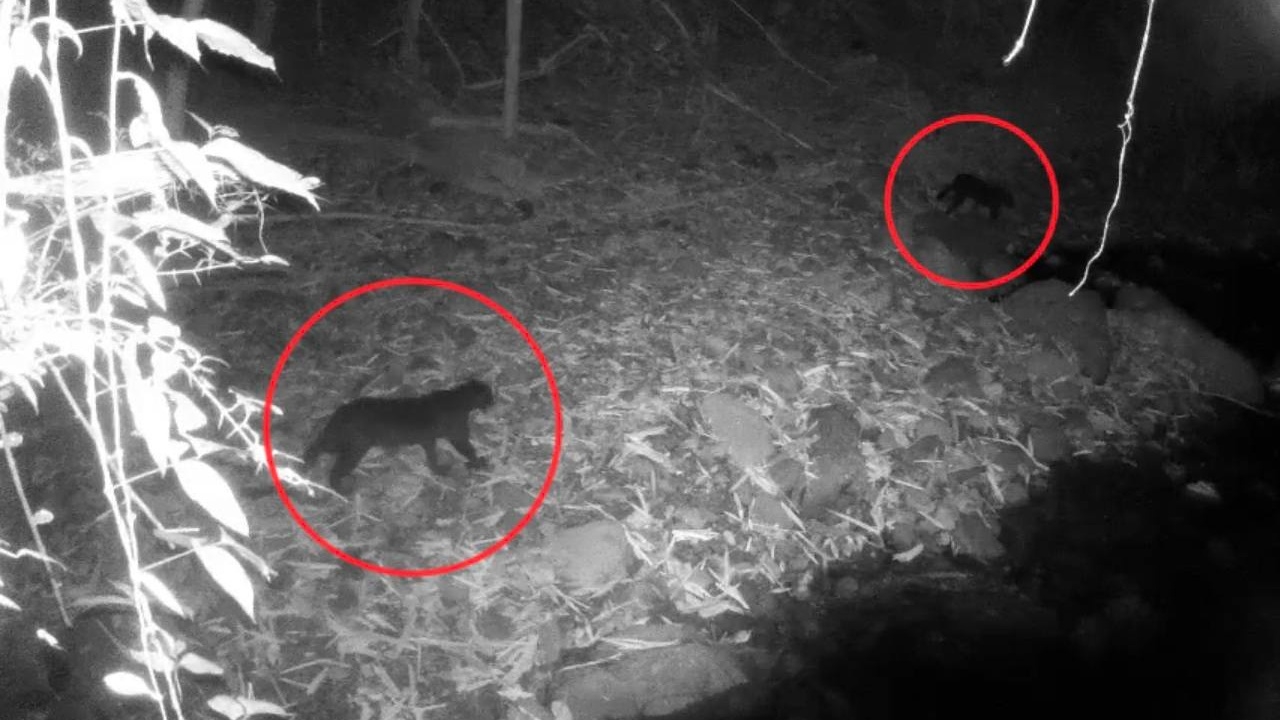 พบเสือดำ 2 ตัว ครั้งแรกที่น้ำตกป่าละอู สะท้อนความสำเร็จการอนุรักษ์พื้นที่มรดกโลก