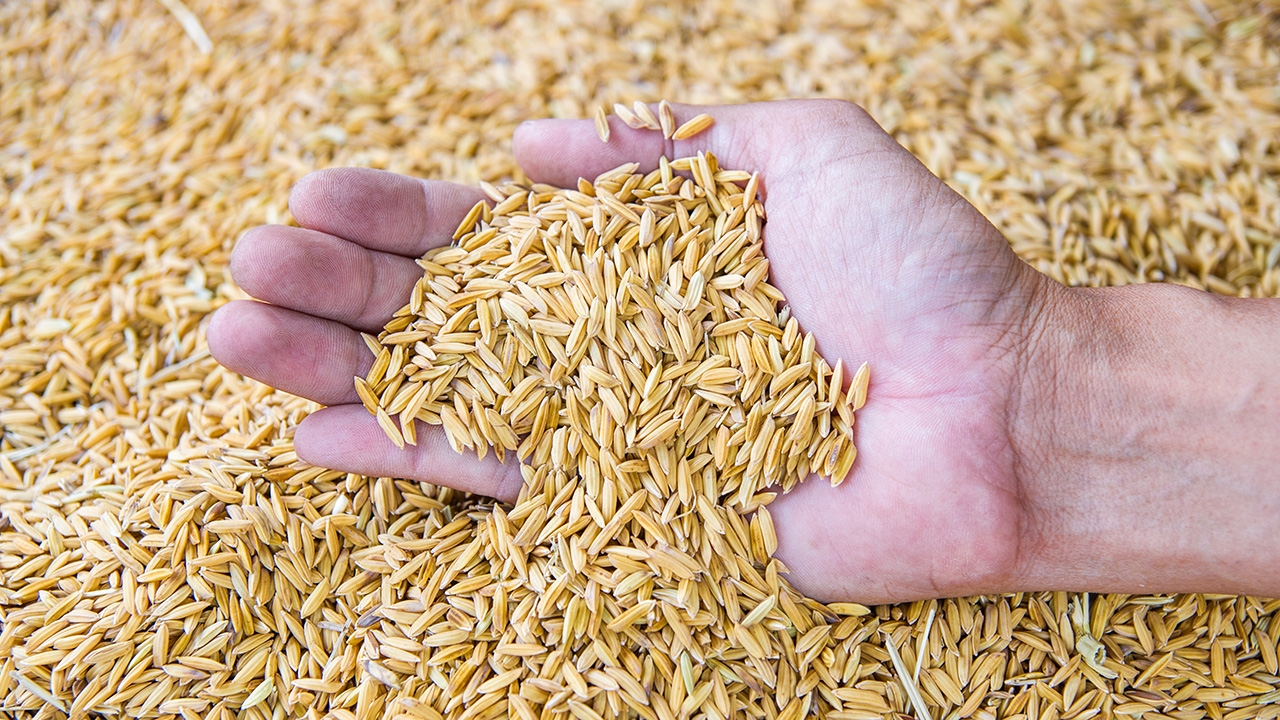 ส่งออกข้าวไทยปี 68 จ่อทะลุ 8 ล้านตัน พาณิชย์เบรกเป้าปี 69 รับมือบาทแข็ง-อินเดียทุบราคา