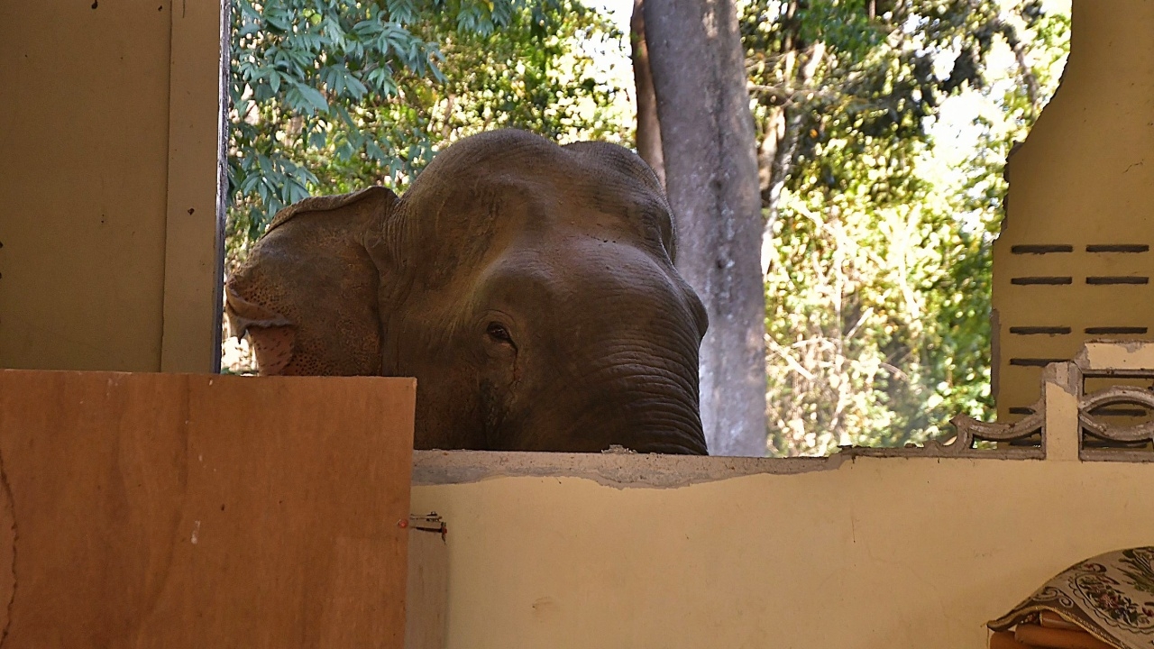 "ช้างป่า" บุกพังครัววัดพังยับ เจ้าอาวาสคาด โมโหเพราะรื้อหาของกินแล้วไม่เจอ