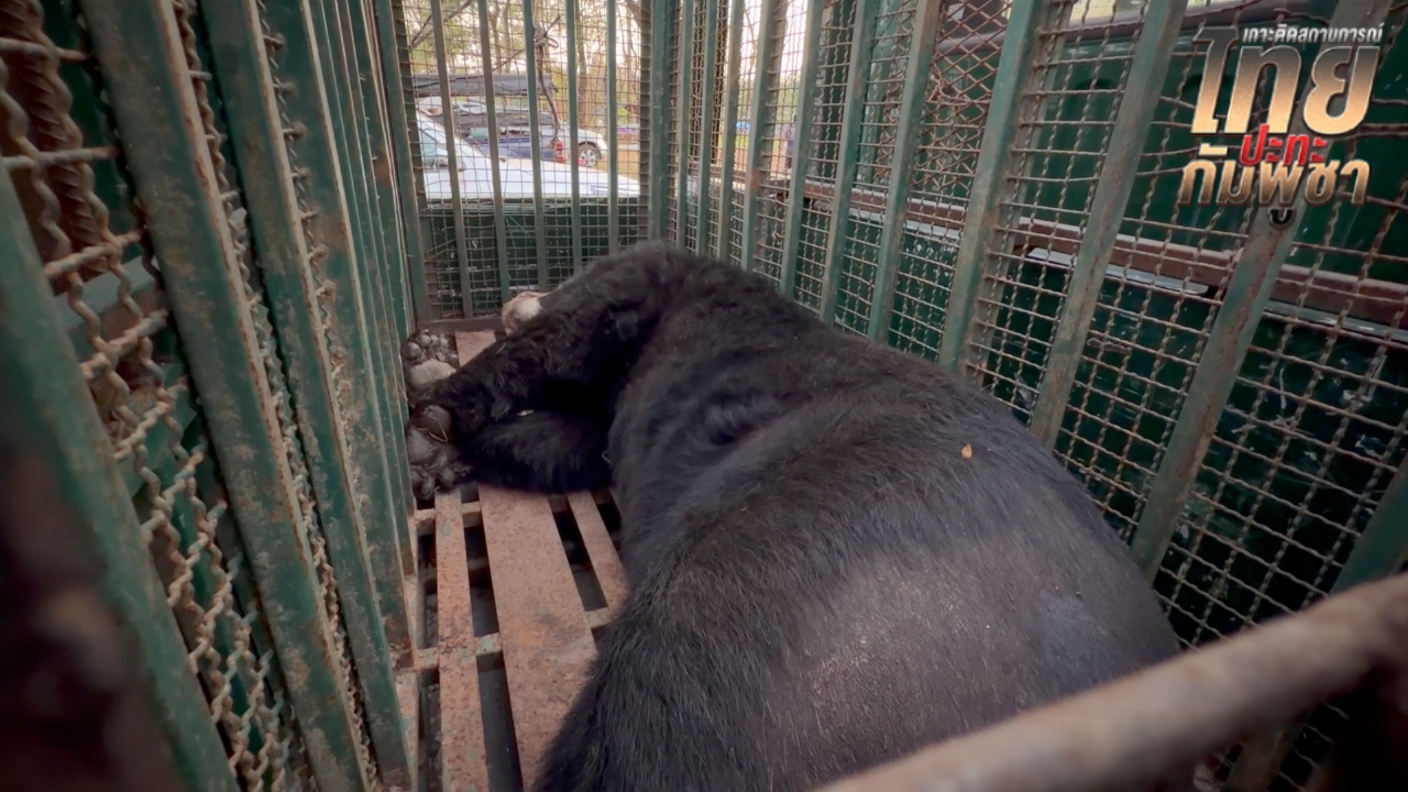 กรมอุทยานฯ ส่งเจ้าหน้าที่ย้าย “สิงโต-หมี” 5 ตัว ออกจากกาสิโนทมอดาแล้ว
