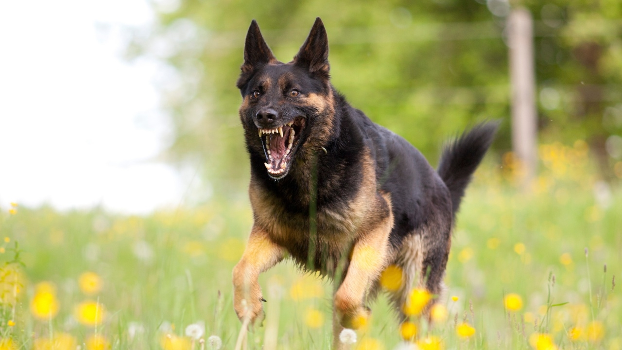 เตือนพื้นที่เฝ้าระวัง หลังพบสัตว์ป่วยพิษสุนัขบ้า แขวงคลองสามประเวศ เขตลาดกระบัง