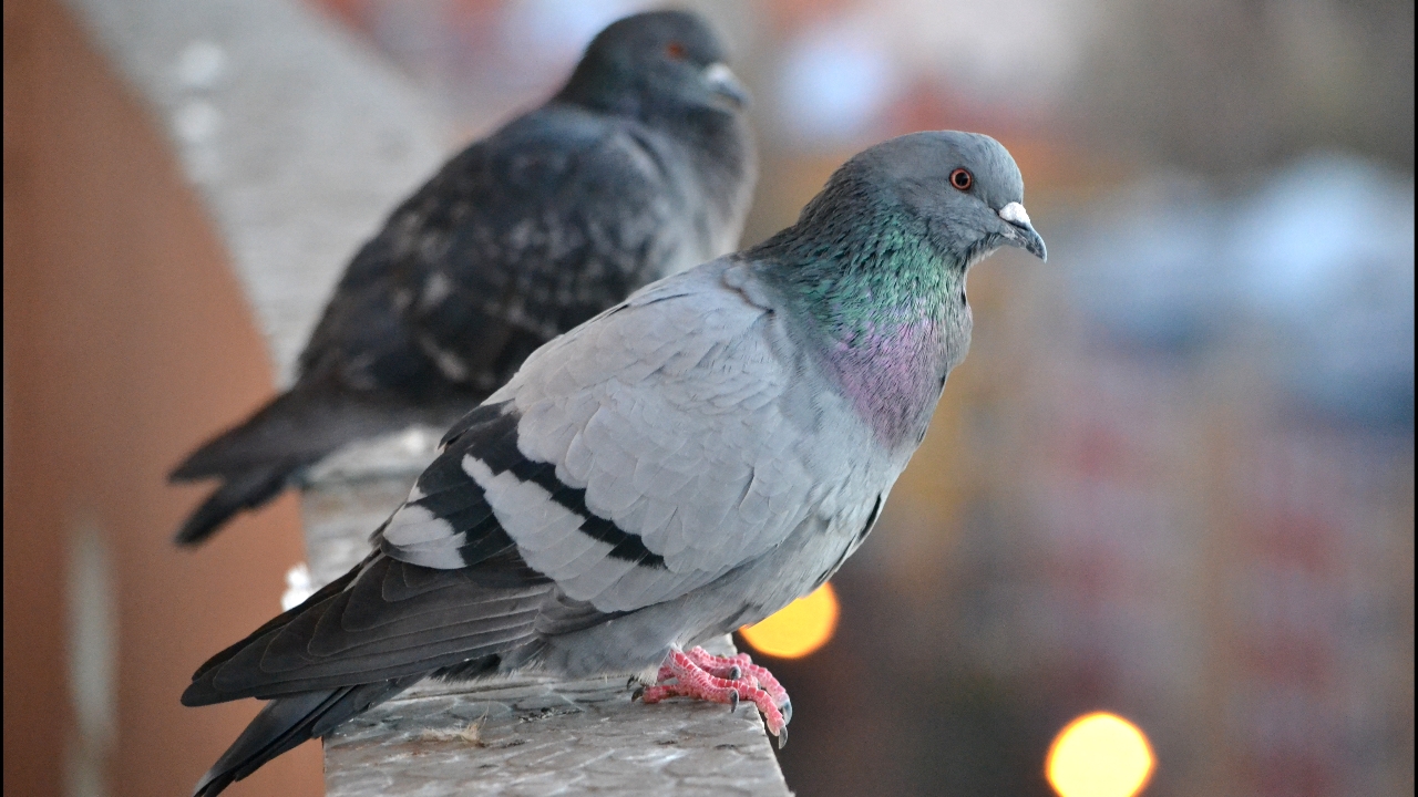 อุทาหรณ์ หญิงวัย 84 ปอดอักเสบ หลังทำความสะอาดมูลนกพิราบที่ระเบียงเป็นประจำ