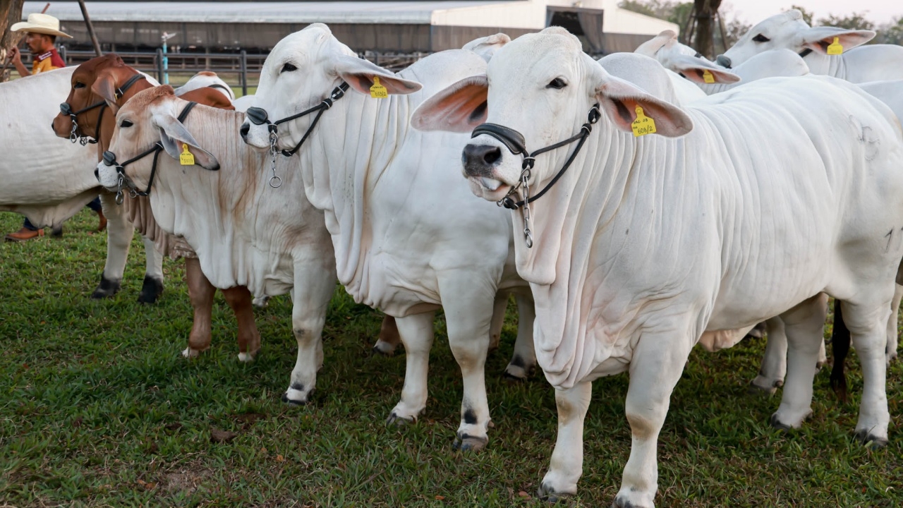 งานประกวดโคเนื้อ “คลองขลุง บราห์มัน โชว์เคส 2026” ครั้งที่ 1 ชิงถ้วยพระราชทาน